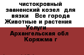 чистокровный зааненский козел  для вязки - Все города Животные и растения » Услуги   . Архангельская обл.,Коряжма г.